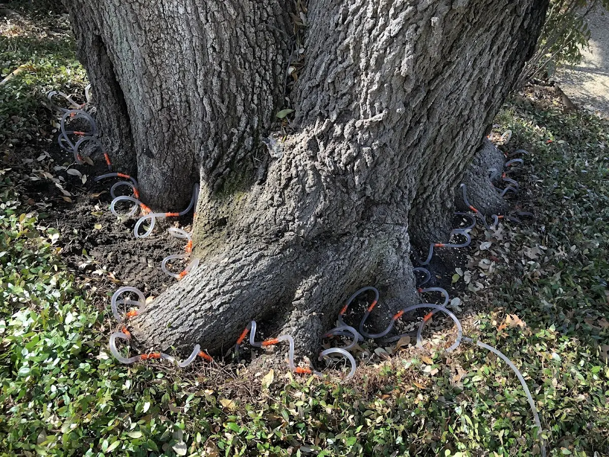 Detailed Tree Cabling and Bracing job site in Mohrsville