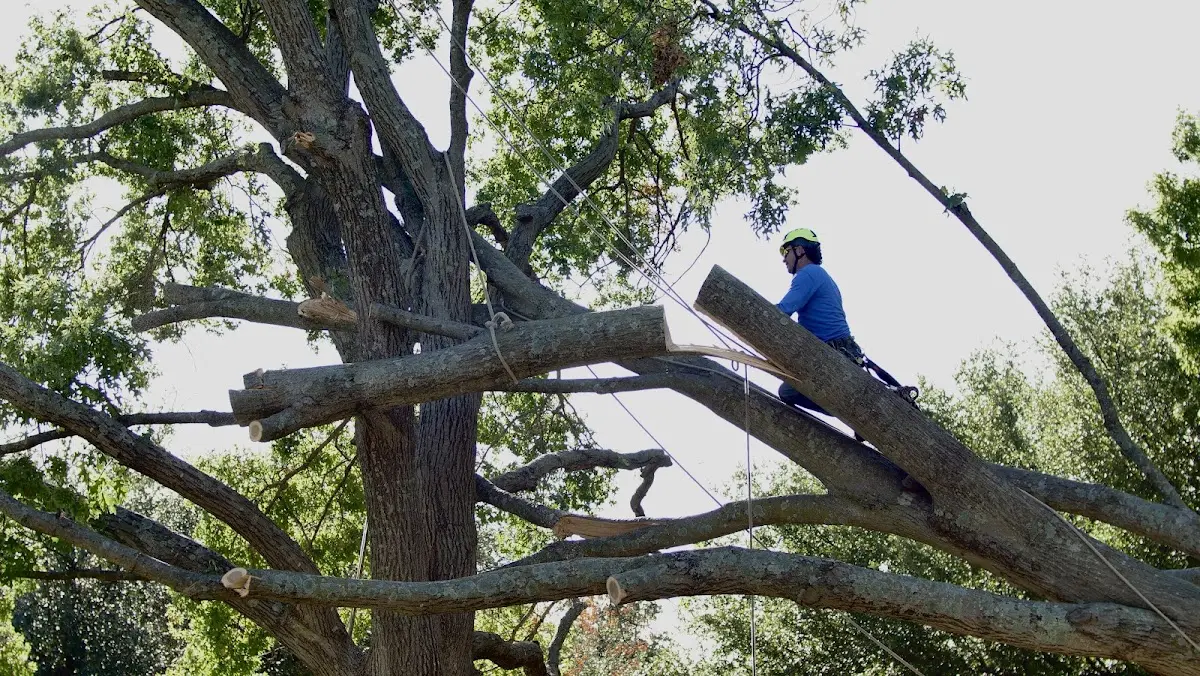 Professional Crown Thinning performed by certified arborists in Mohrsville