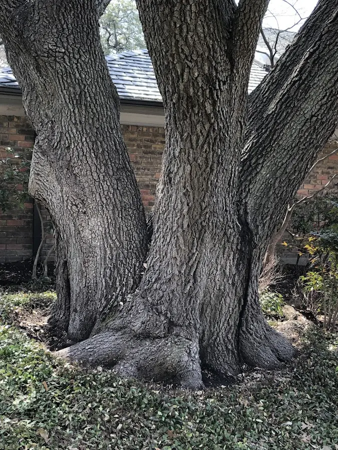 Mature heritage tree close to a Mohrsville property cared for by certified arborists